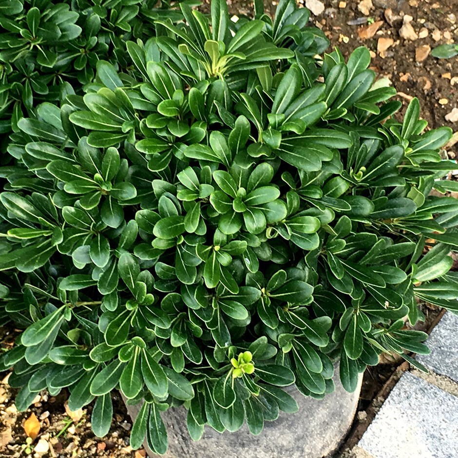 Pittosporum Tobira Pittosporum Tobira