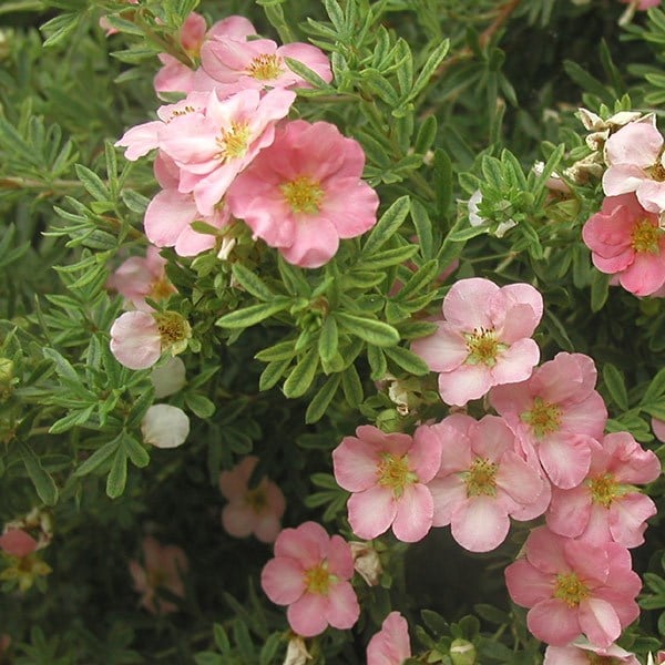 <i>Potentilla fruticosa</i> 'Pink Beauty' (PBR)