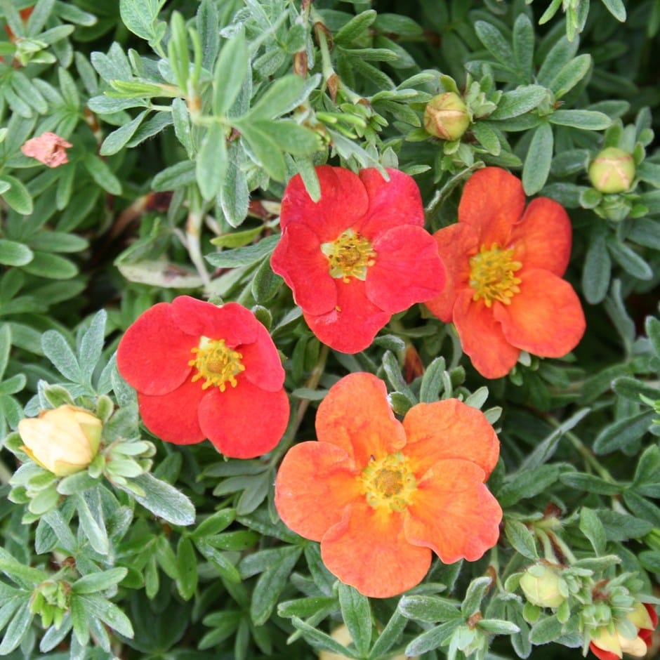 <i>Potentilla fruticosa</i> <b class=small-caps>Marian Red Robin</b> ('Marrob') (PBR)
