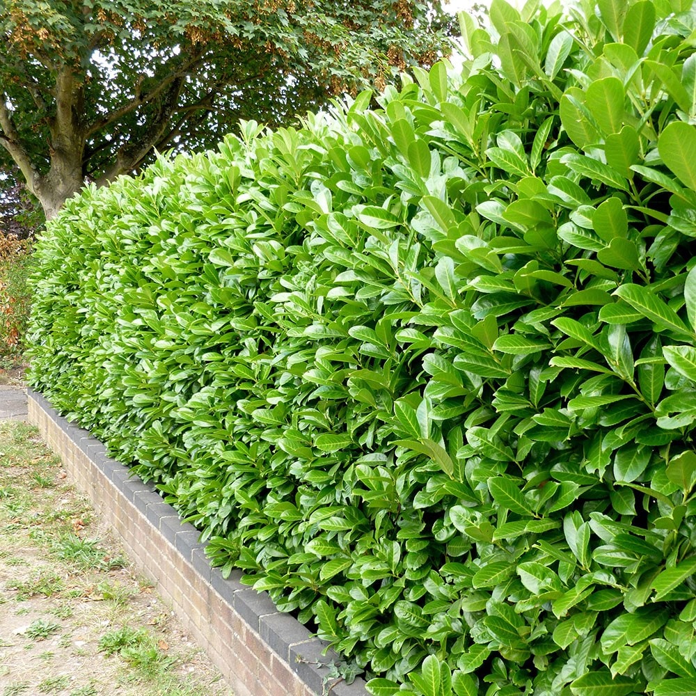 Product options image