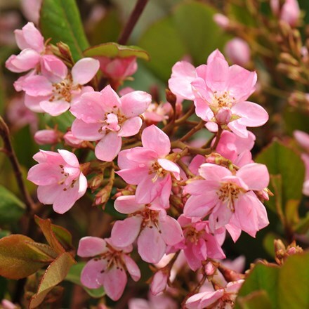 Picture of Rhaphiolepis indica Springtime ('Monme')