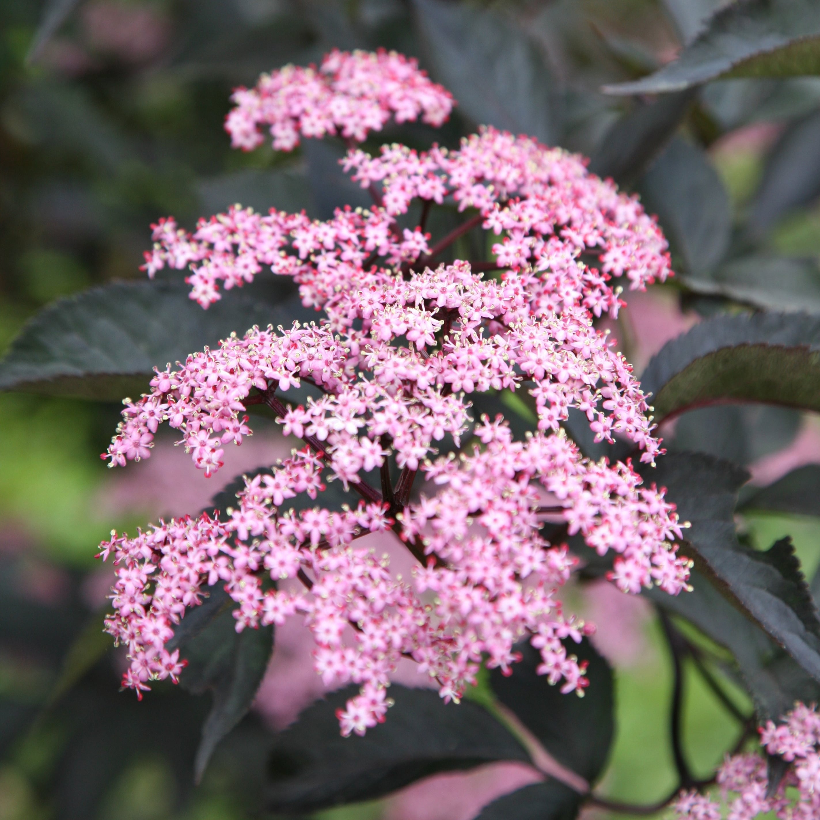 Sambucus nigra f. porphyrophylla Gerda PBR