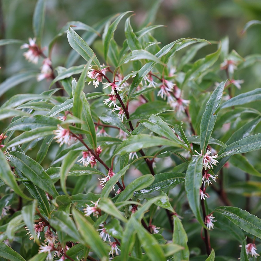 <i>Sarcococca hookeriana</i> var. <i>digyna</i>