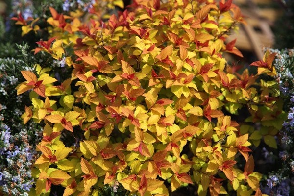 <i>Spiraea japonica</i> 'Goldflame'