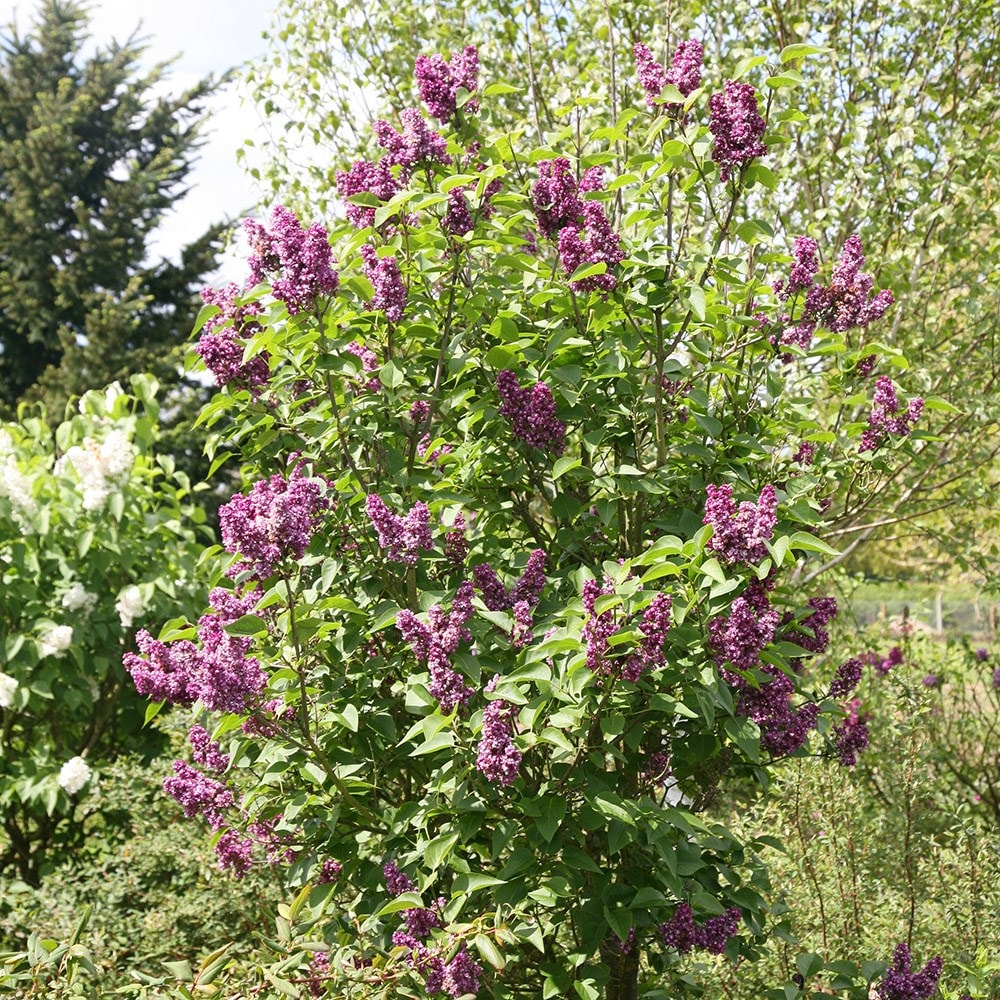 <i>Syringa vulgaris</i> 'Charles Joly'