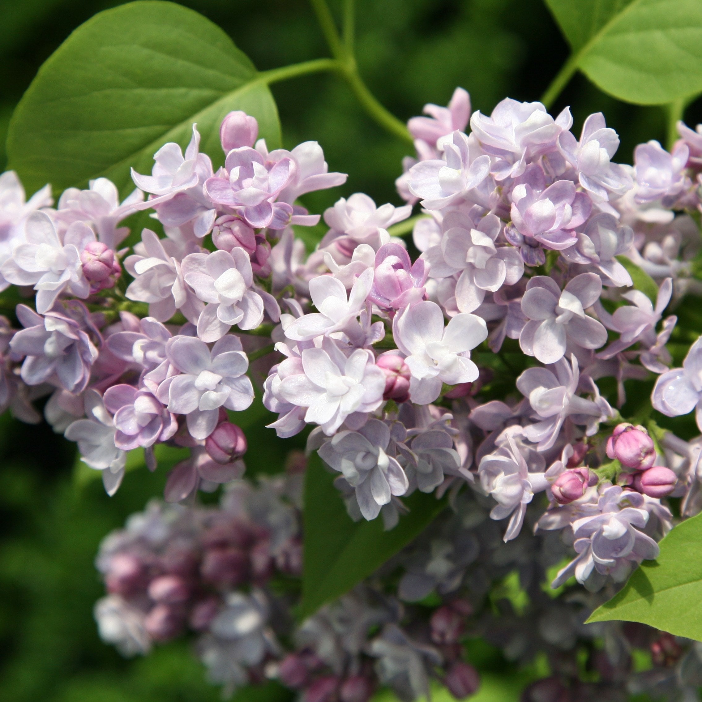 common lilac