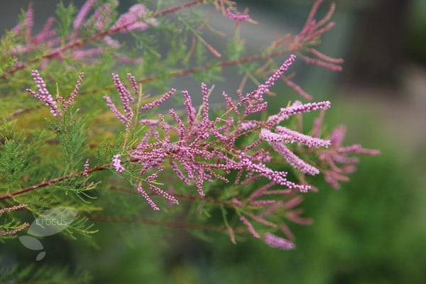 <i>Tamarix ramosissima</i> 'Pink Cascade'