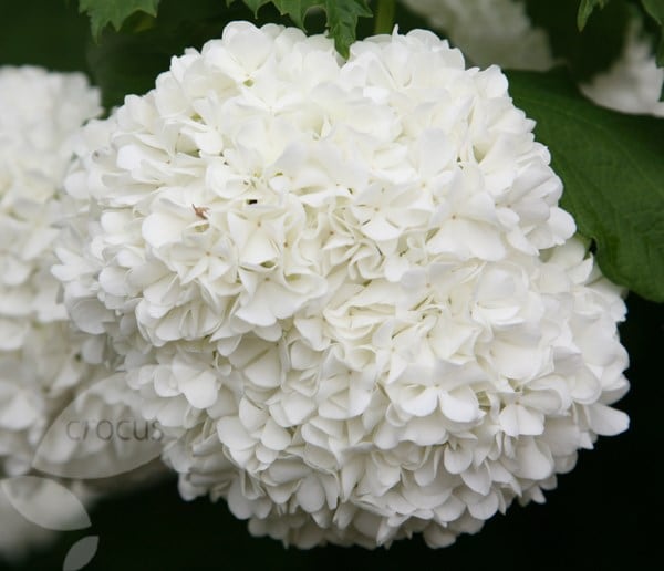 Buy snowball tree ( syn. Viburnum opulus Sterile ) Viburnum opulus