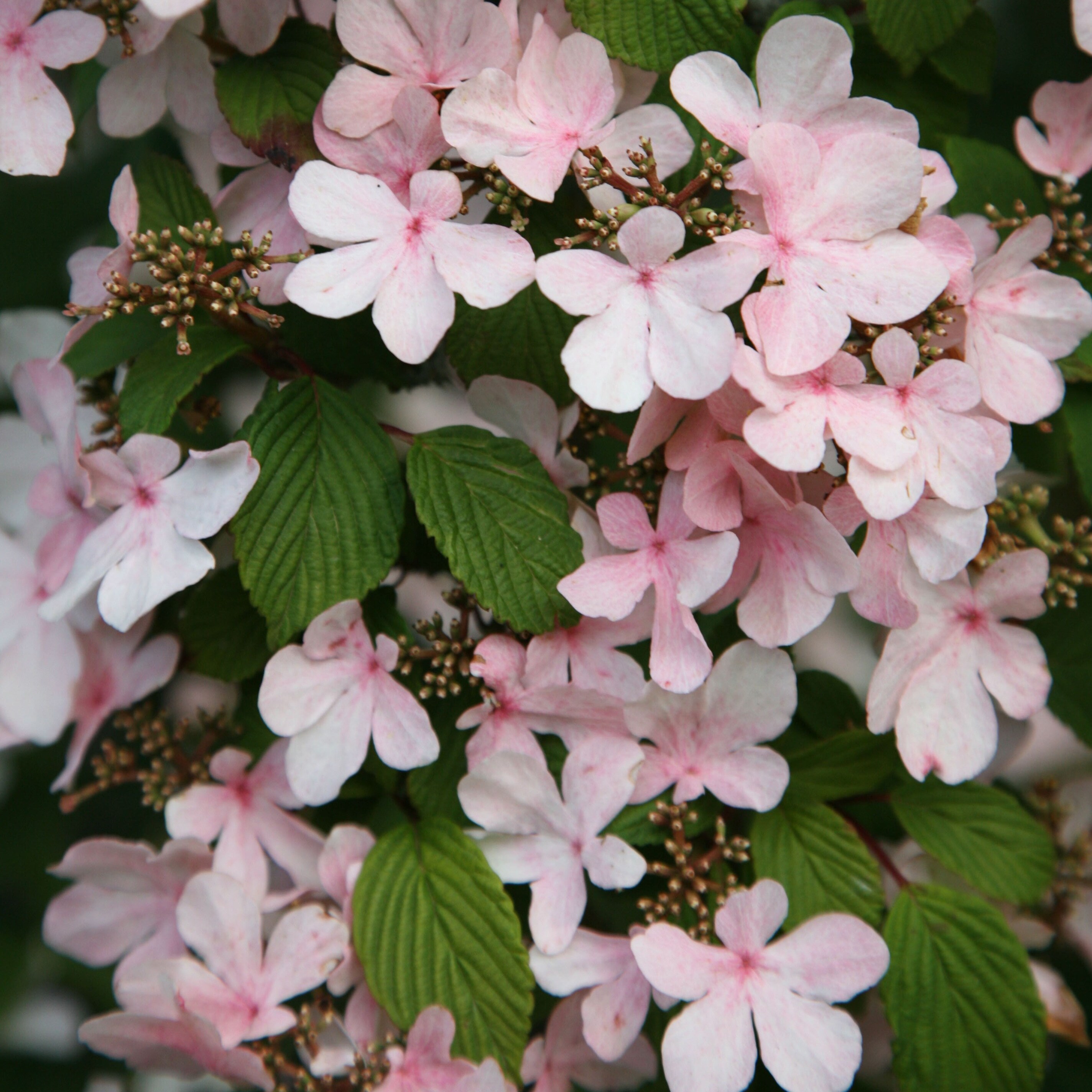 Image of Viburnum Pink Beauty shrub with pink flowers