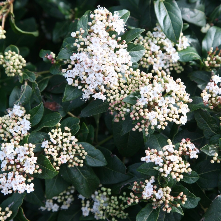 <i>Viburnum tinus</i> 'French White'