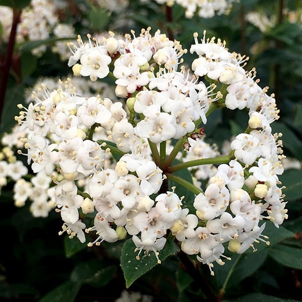 <i>Viburnum tinus</i> 'French White'