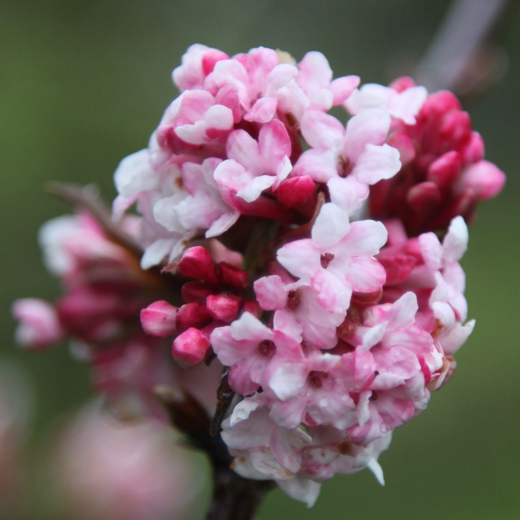Buy viburnum Viburnum bodnantense Dawn 20.24 Delivery by Crocus