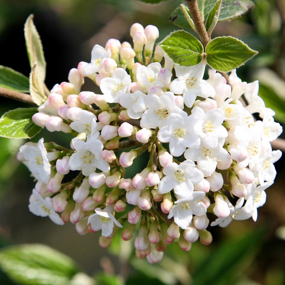 <i>Viburnum</i> × <i>burkwoodii</i>