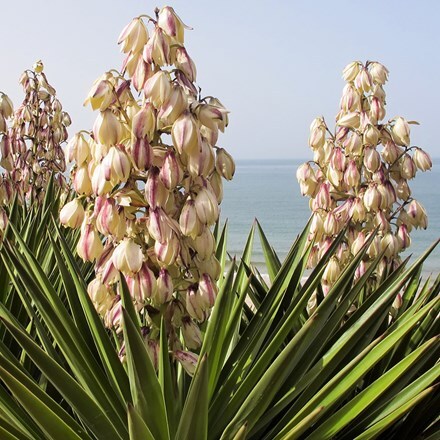 Picture of Yucca filamentosa