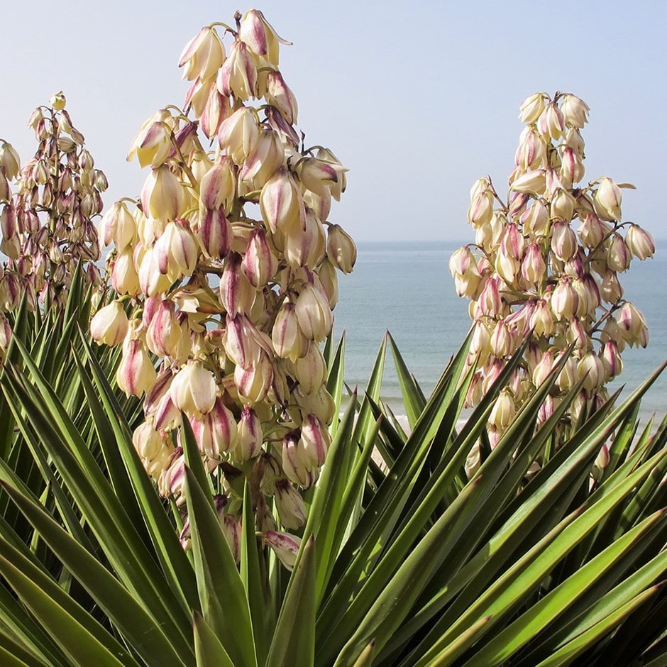 Buy Adam's needle Yucca filamentosa: £17.99 Delivery by Crocus Adam's Needle Yucca Plant For Sale