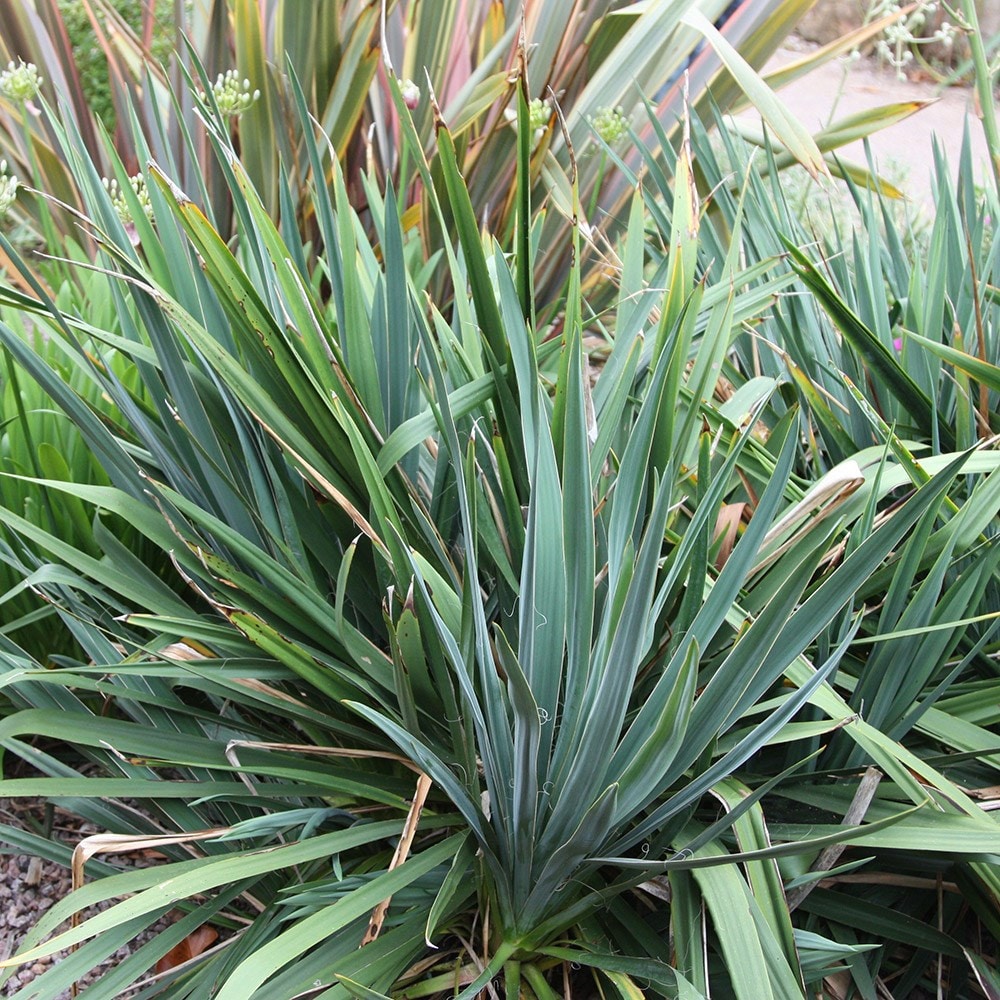 Buy Adam's needle Yucca filamentosa: £19.99 Delivery by Crocus Adam's Needle Yucca Plant For Sale