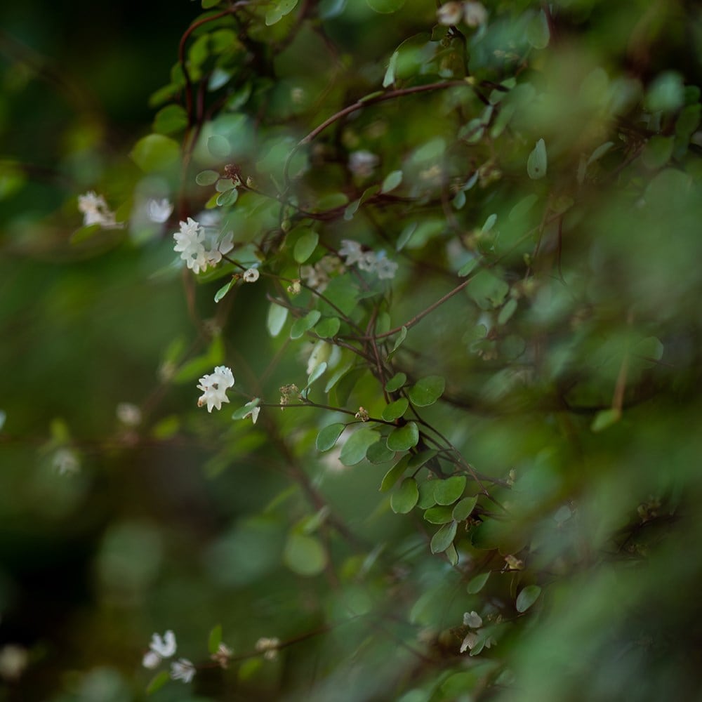 <i>Muehlenbeckia complexa</i> 