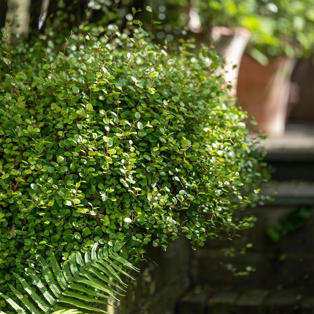 <i>Muehlenbeckia complexa</i> 