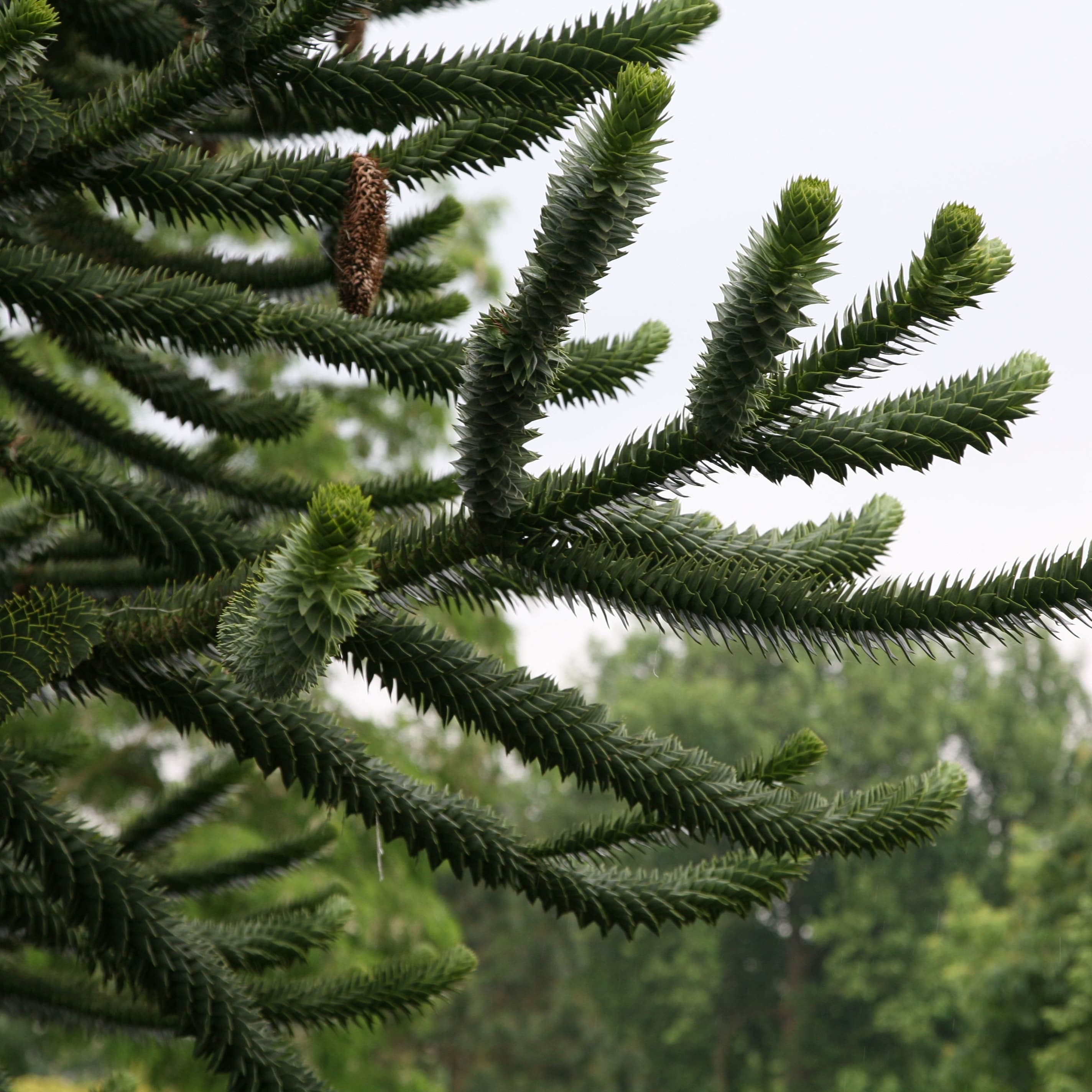 Product options image