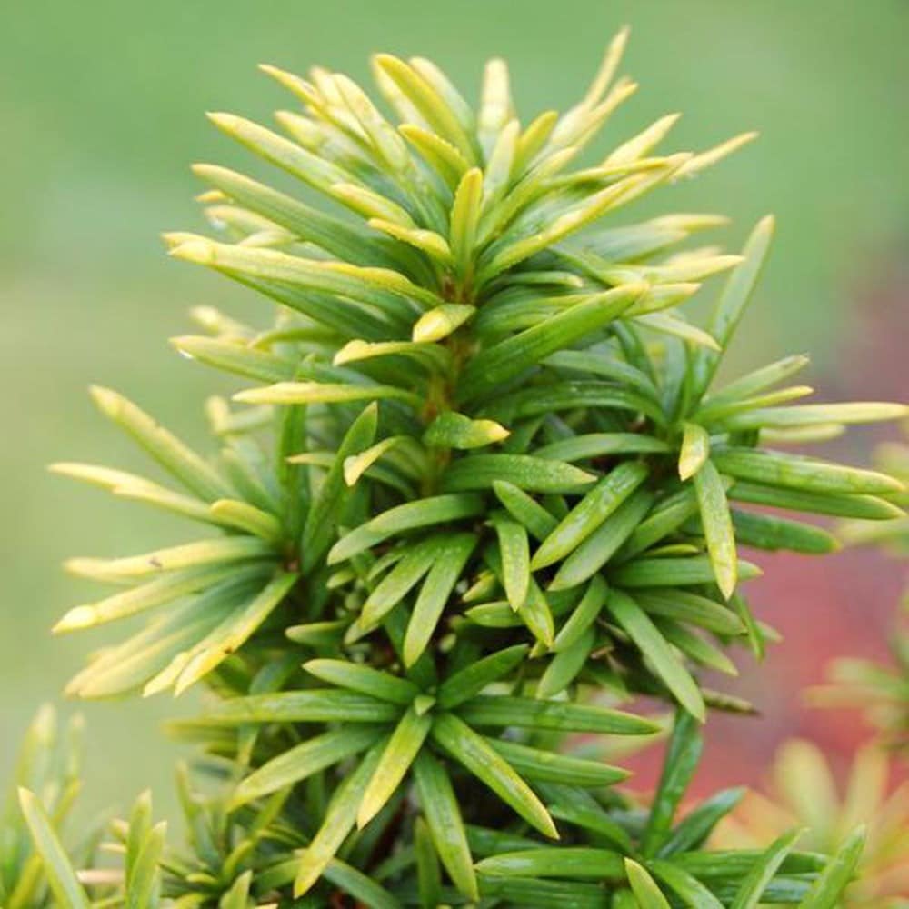 <i>Taxus baccata</i> 'Standishii'