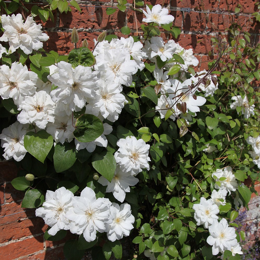 Product options image