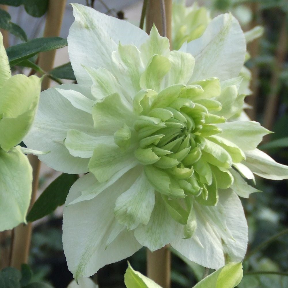 Product options image