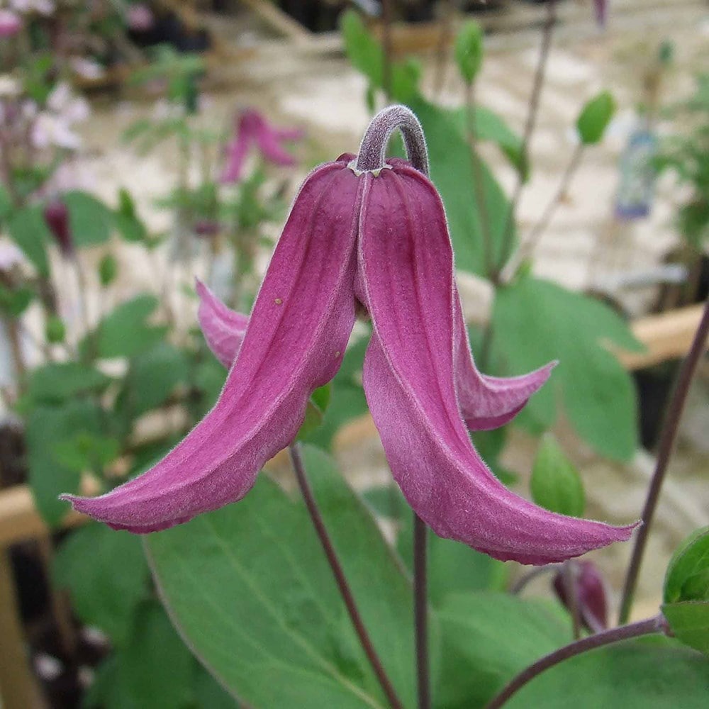 <i>Clematis</i> 'Pangbourne Pink'