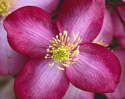 clematis (group 1)