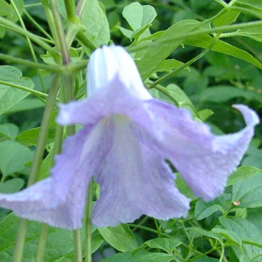 <i>Clematis</i> 'Betty Corning'