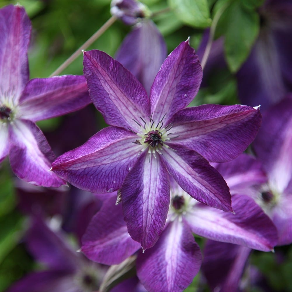 Product options image