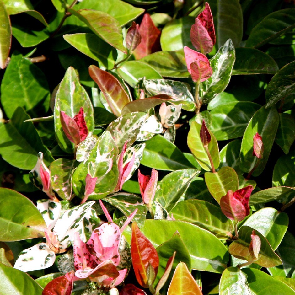 <i>Trachelospermum jasminoides</i> 'Variegatum'