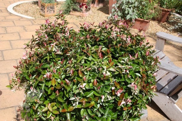 <i>Trachelospermum jasminoides</i> 'Variegatum'