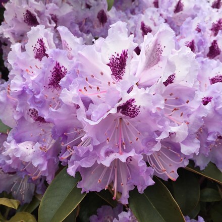 Rhododendron Blue Jay