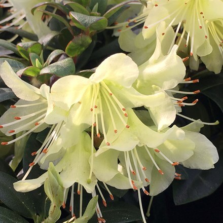 Picture of Rhododendron Princess Anne