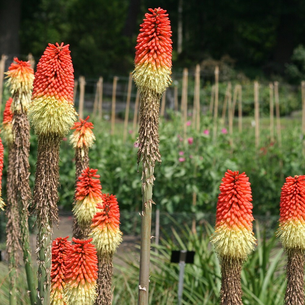 Buy red hot poker Kniphofia uvaria £11.99 Delivery by Crocus