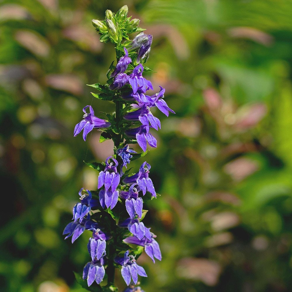 Product options image