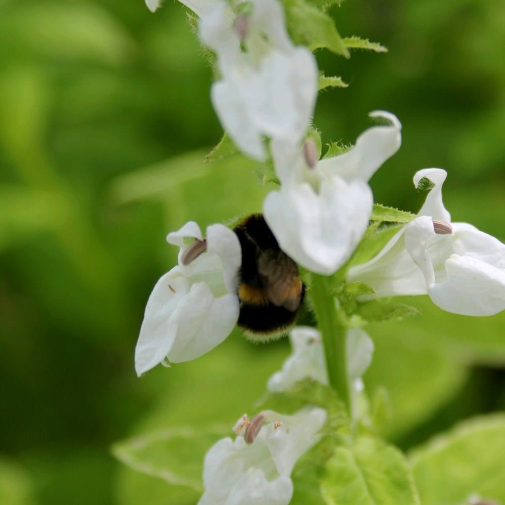 white cardinal flower