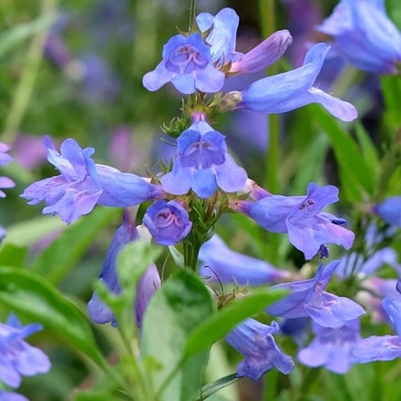 Penstemon heterophyllus Heavenly Blue