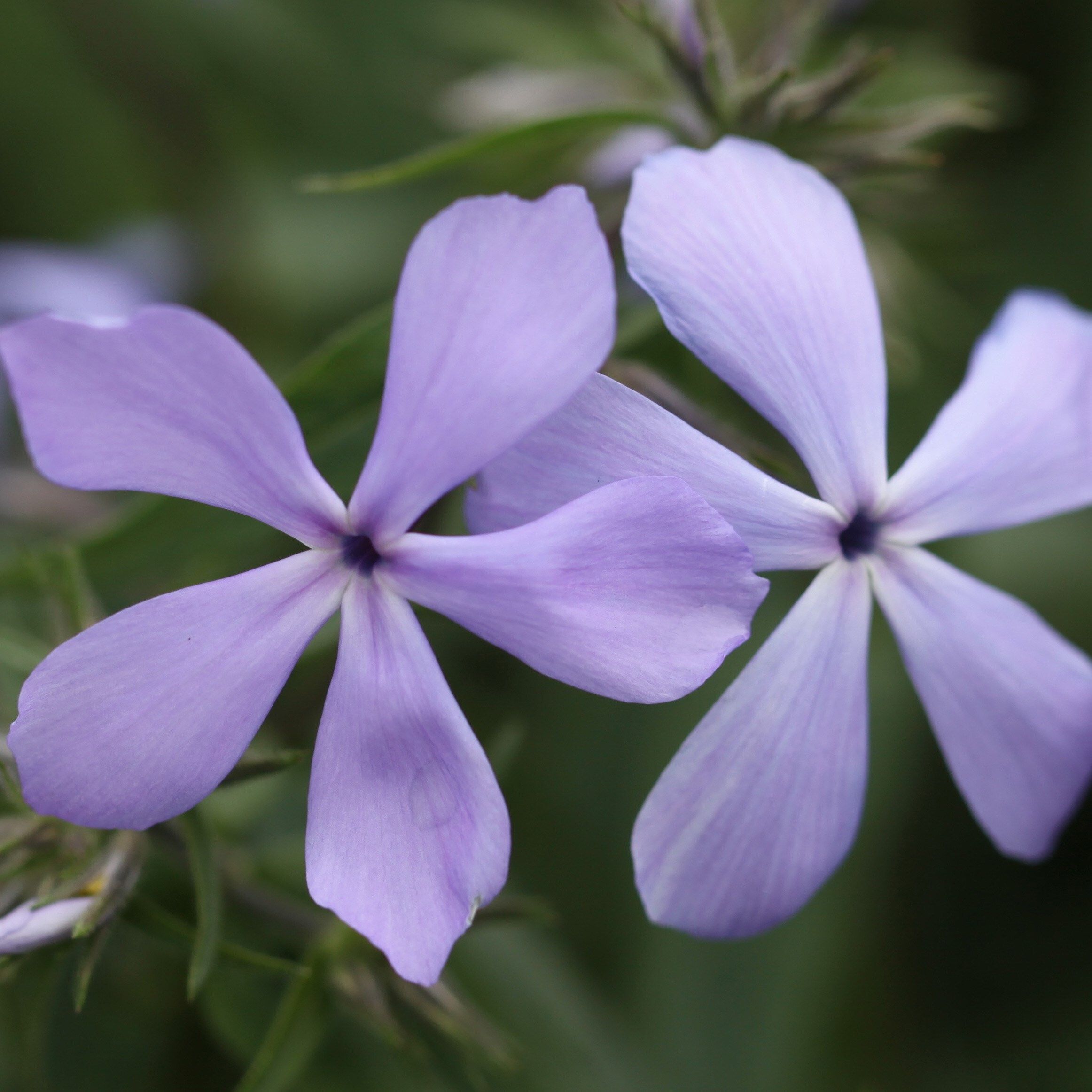 phlox scent