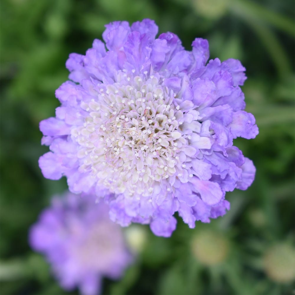 <i>Scabiosa</i> 'Butterfly Blue'