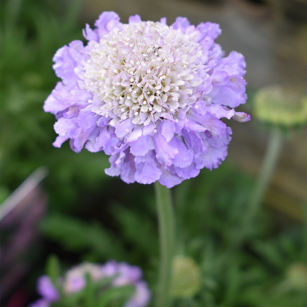 <i>Scabiosa</i> 'Butterfly Blue'