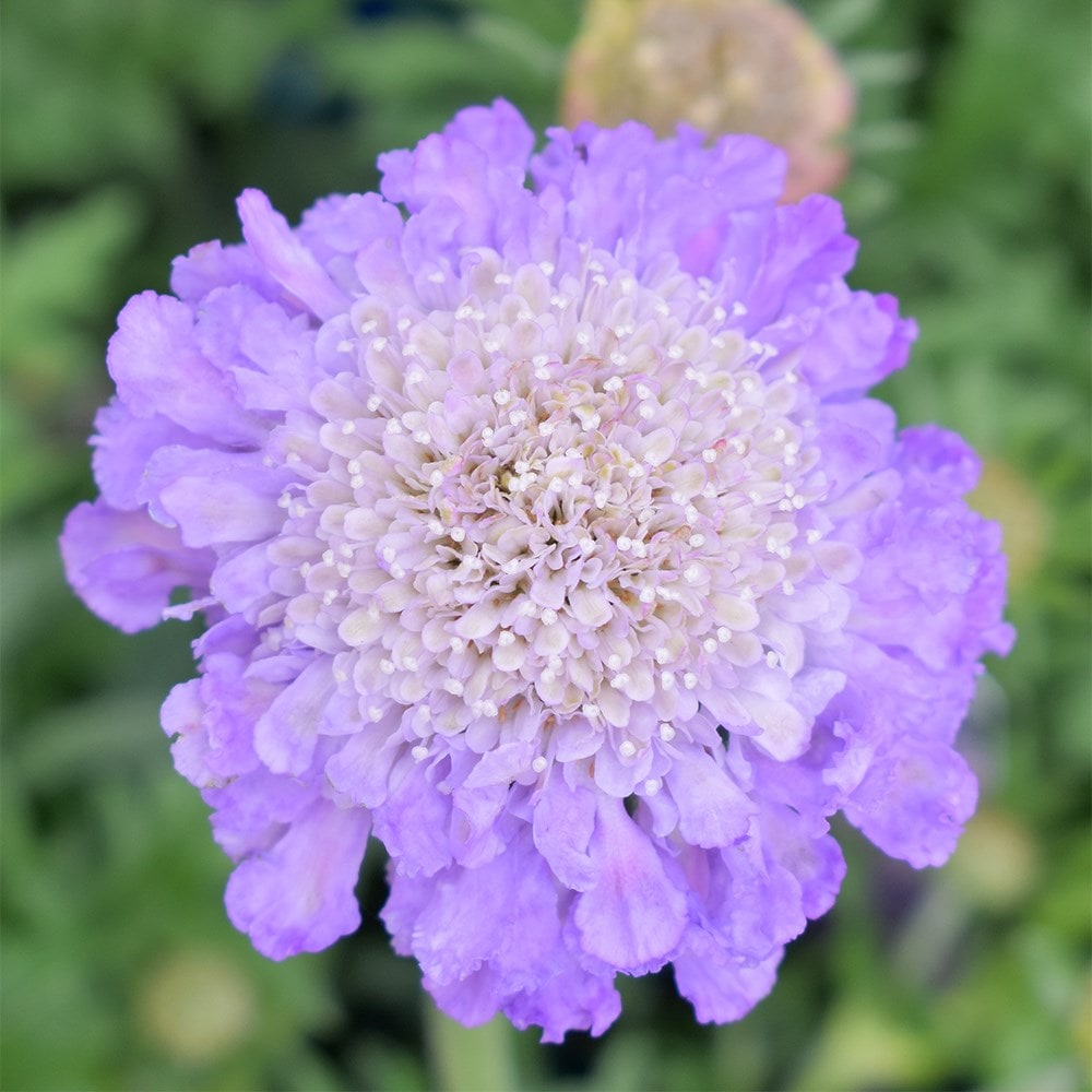 <i>Scabiosa</i> 'Butterfly Blue'