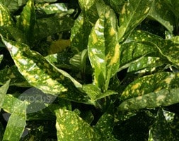Japanese spotted laurel