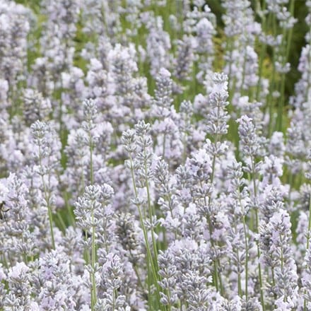 Lavandula angustifolia Miss Katherine