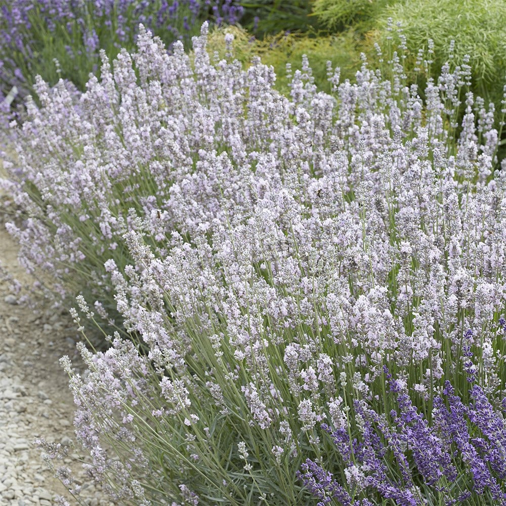 <i>Lavandula angustifolia</i> 'Miss Katherine'