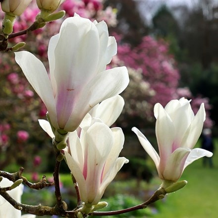 Magnolia × soulangeana Alba Superba
