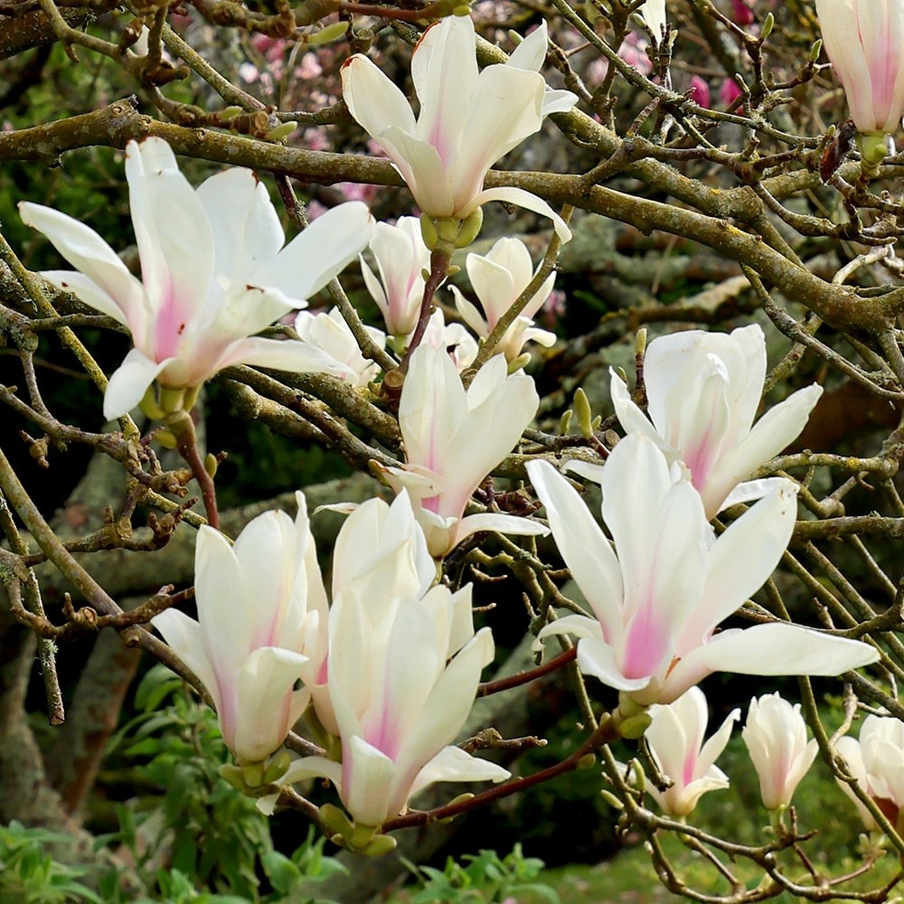 <i>Magnolia</i> × <i>soulangeana</i> 'Alba Superba'