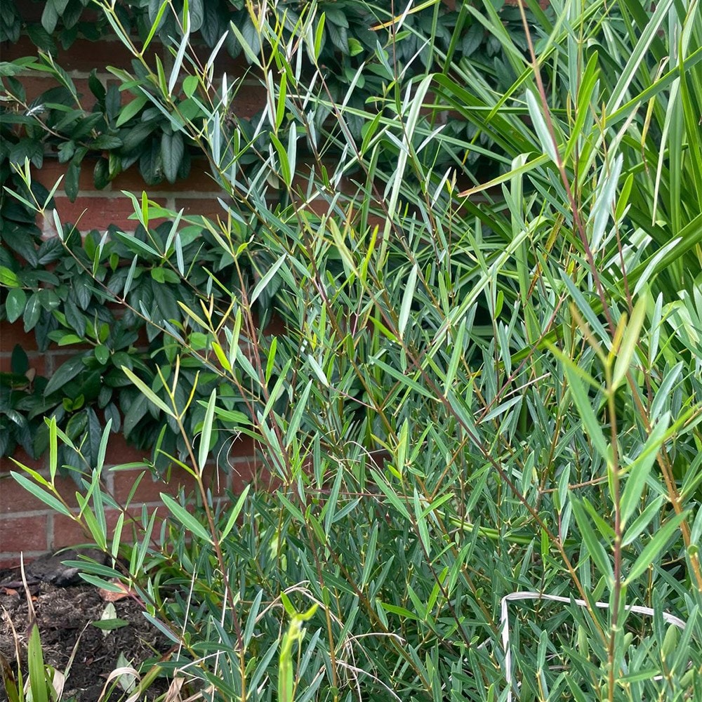 <i>Phillyrea angustifolia</i> 