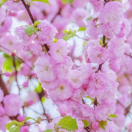 Picture of Prunus triloba