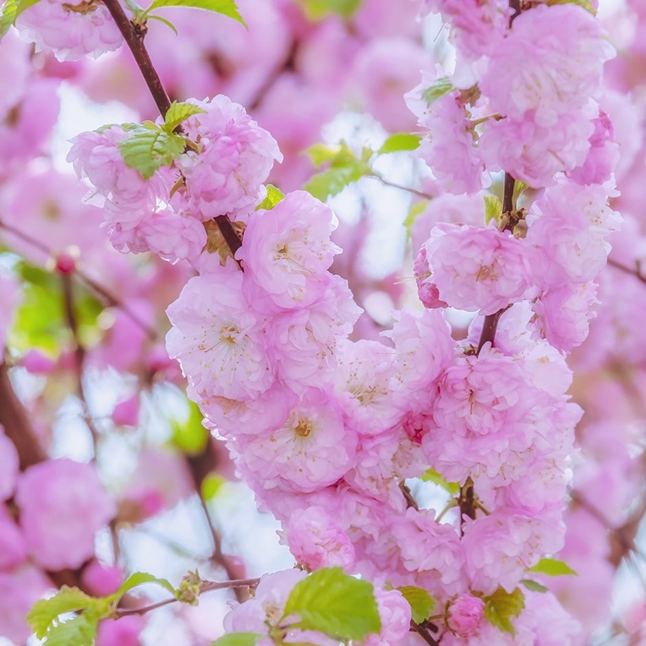 Buy flowering almond Prunus triloba